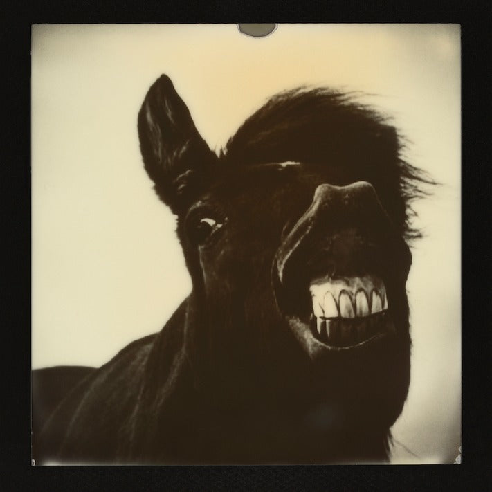 Portrait of a Smiling Horse