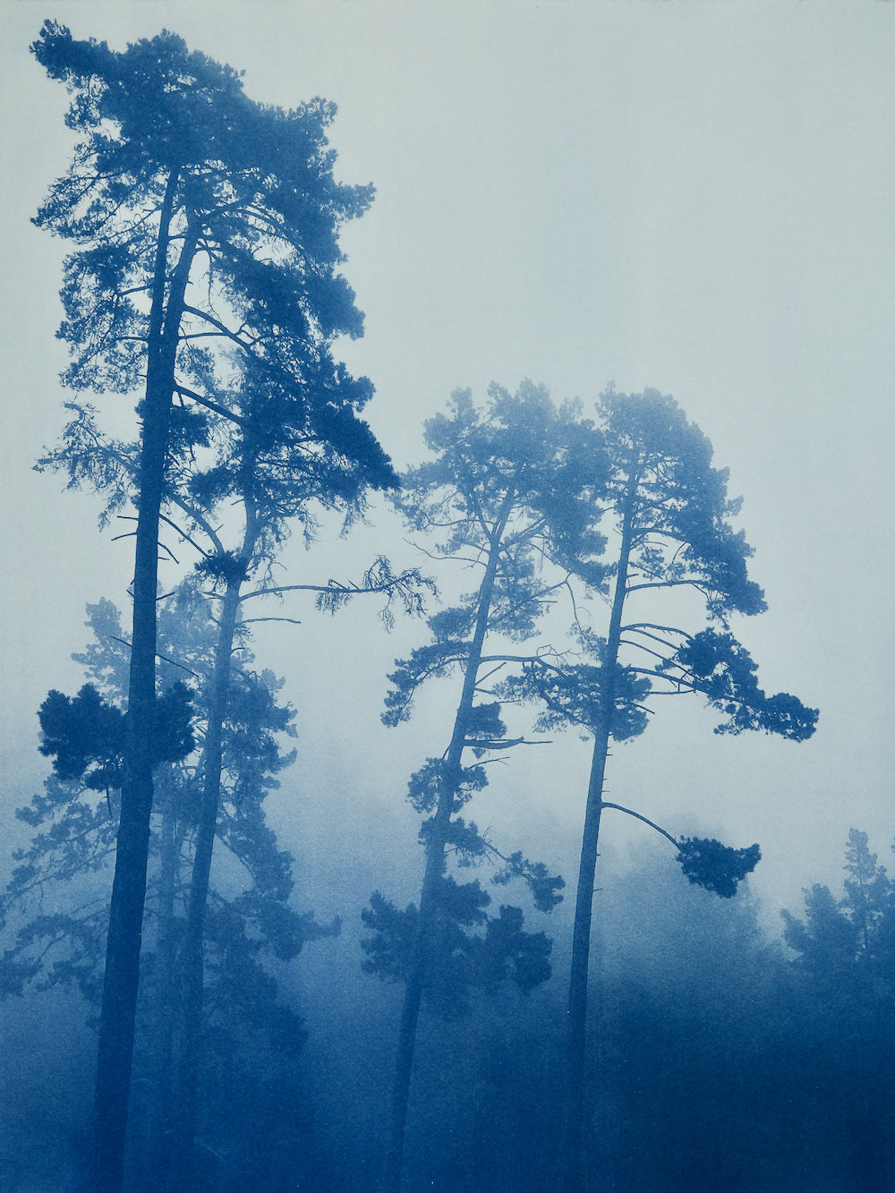 Foggy Morning Pines