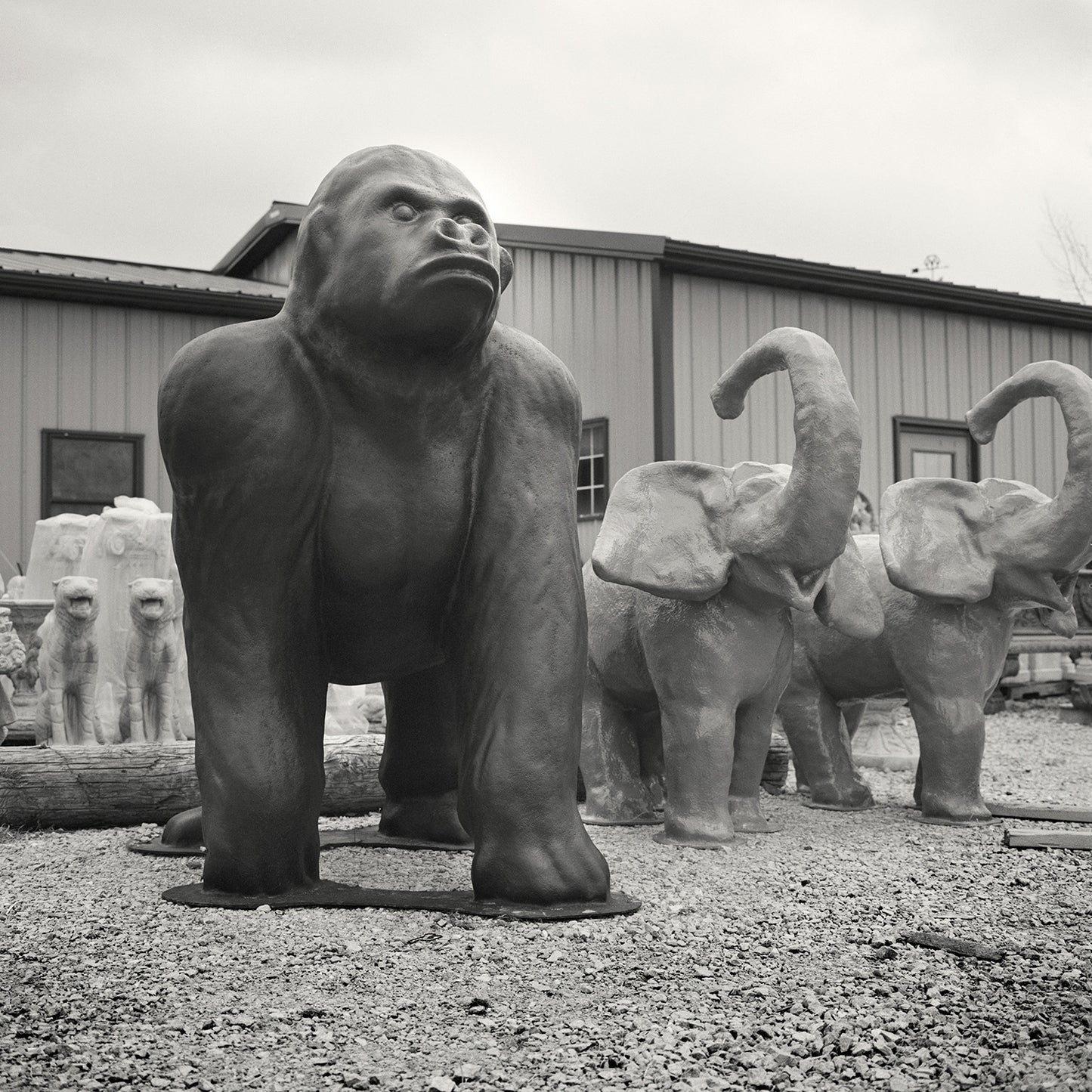 Gorilla in a Pebble Jungle, Chambersburg, Pennsylvania
