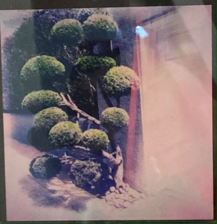Topiary, Presidio Heights