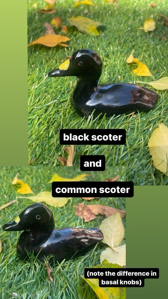 Submerge/Hapa Confessions Ducks