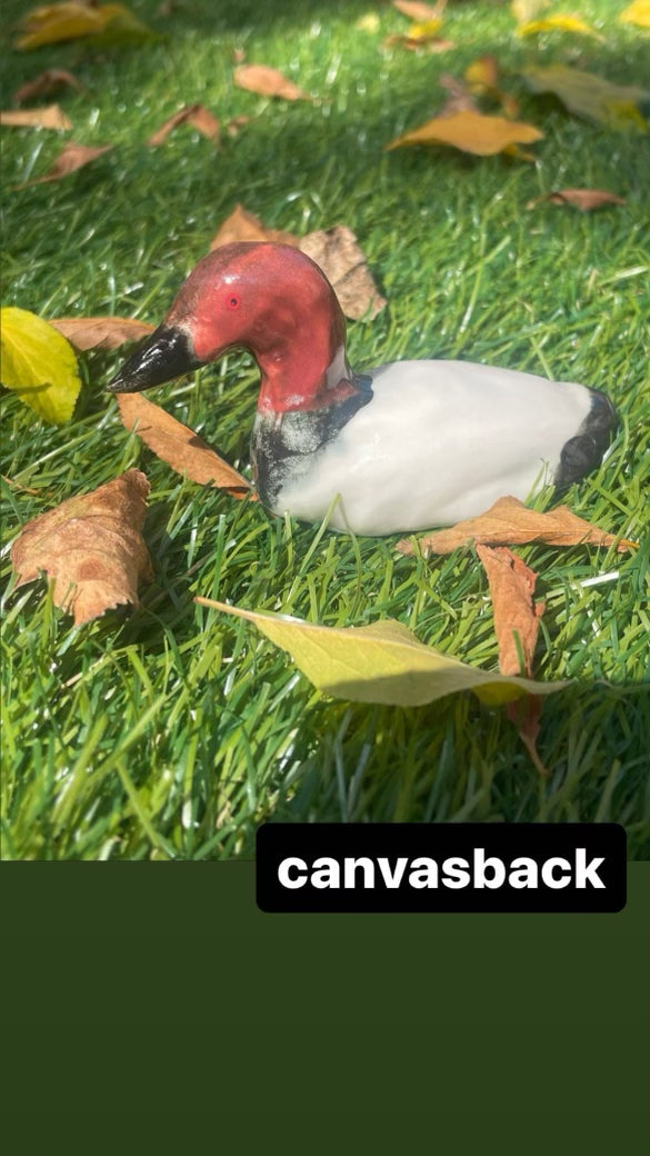 Submerge/Hapa Confessions Ducks