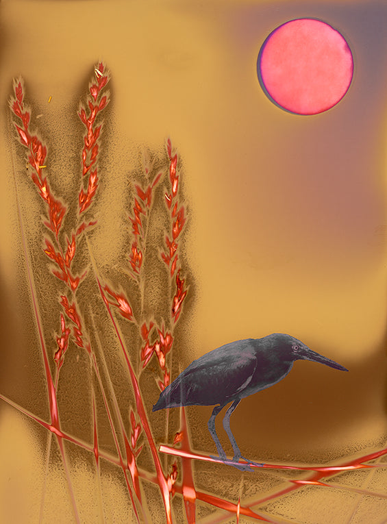 Night Heron, Galapagos