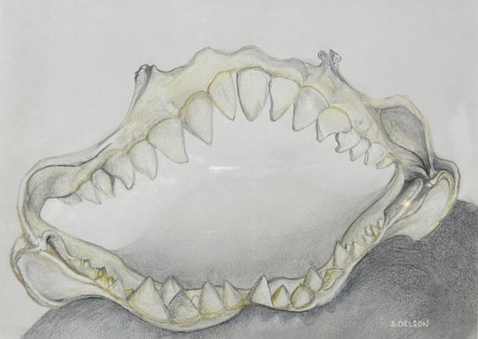 Animal Jaw