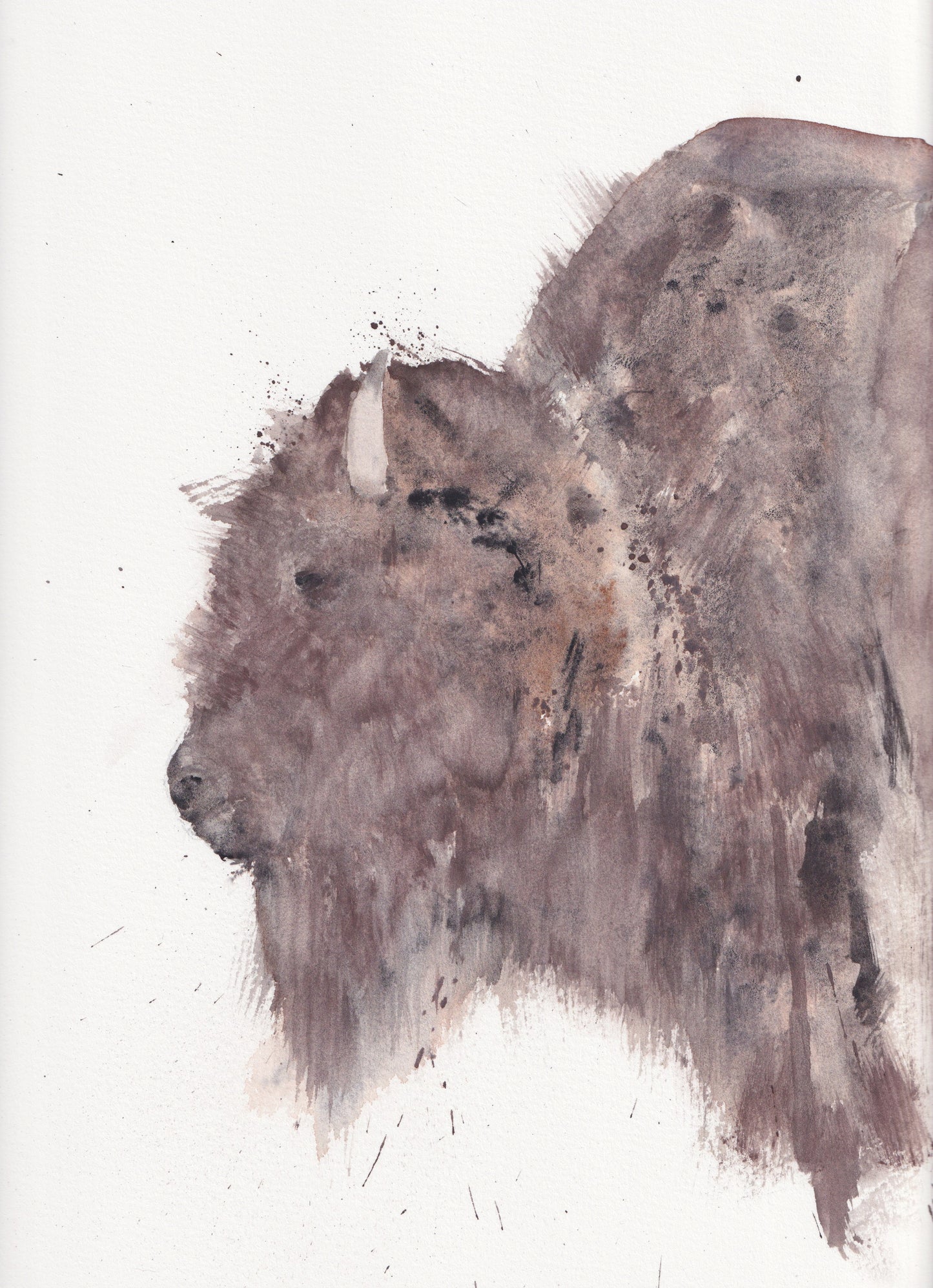 G. Bison