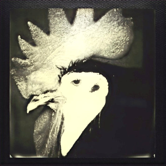 Portrait of a Rooster