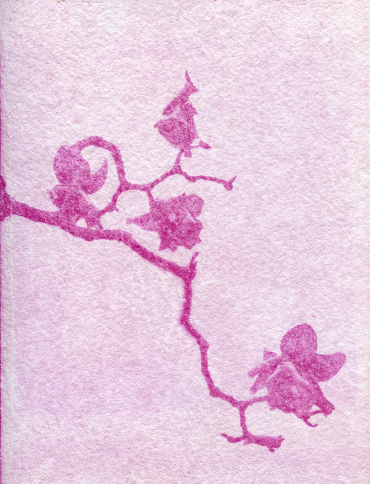 Magnolia Winter Exposure IX