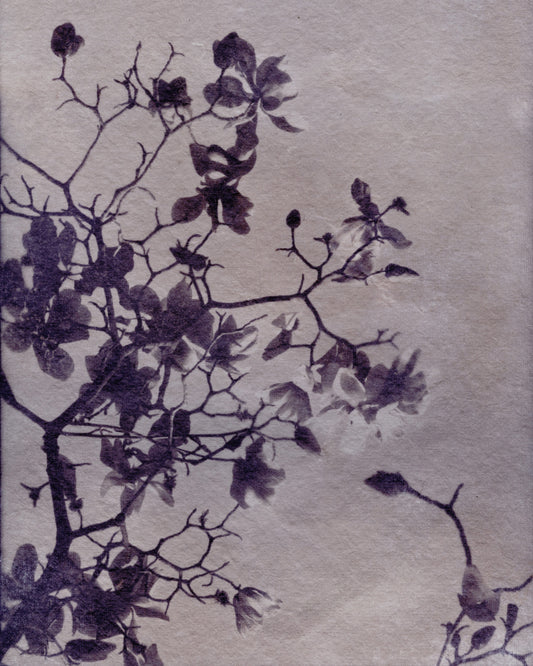 Magnolia Winter Exposure VII
