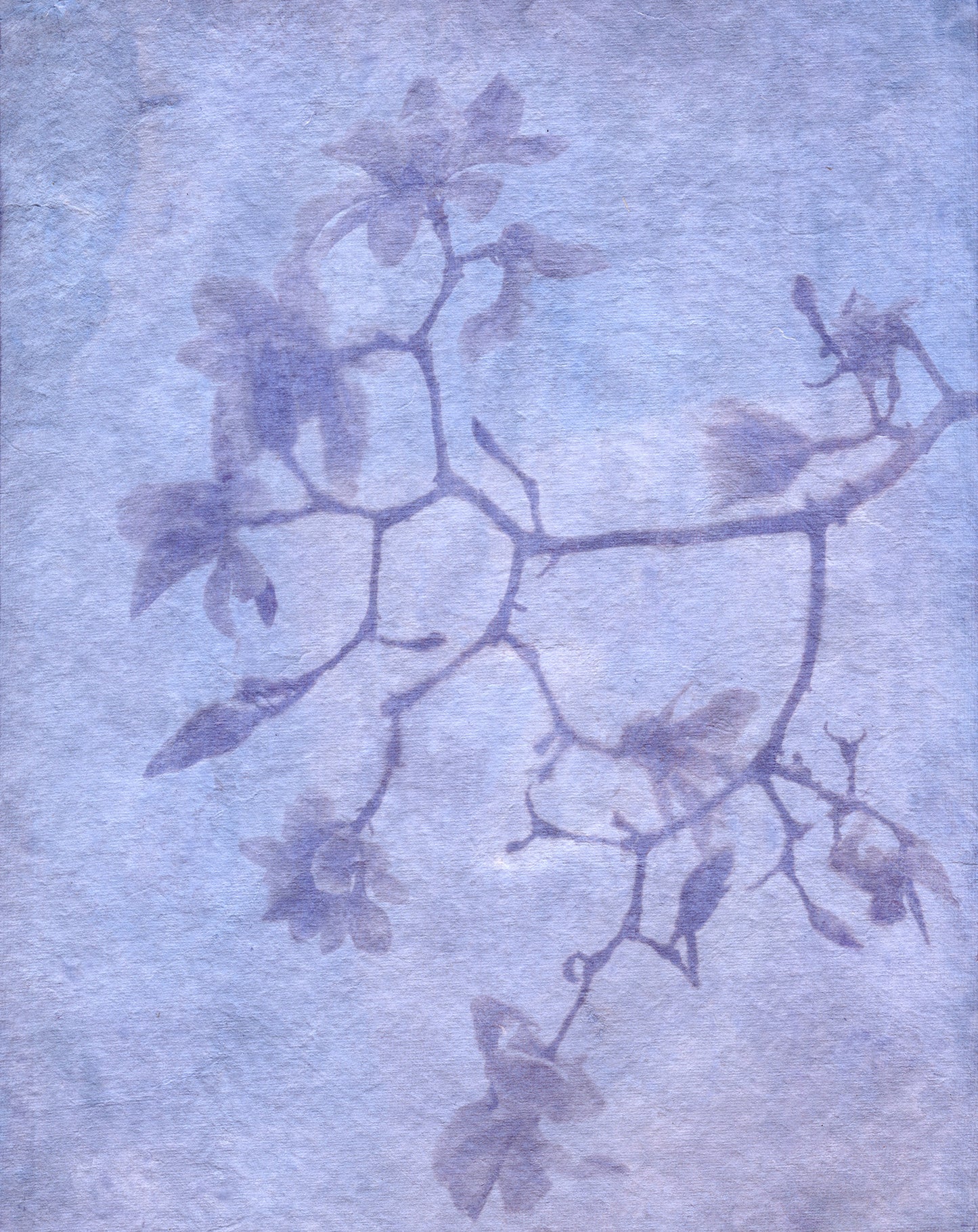 Magnolia Winter Exposure X