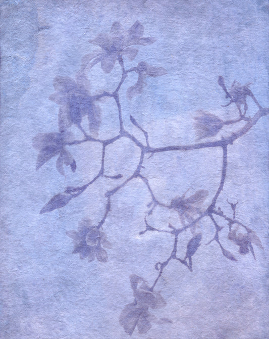 Magnolia Winter Exposure X