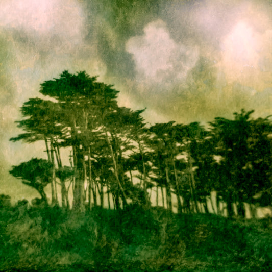 Monterey Cypress, Lands End