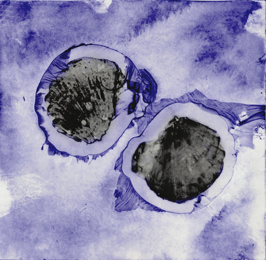 ShellScape photogram