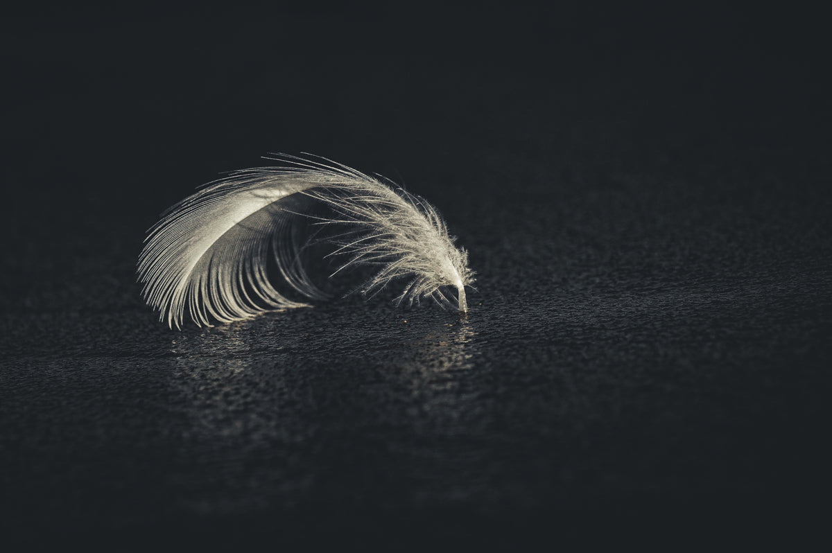 Gazos Creek - feather