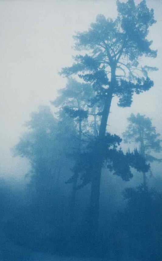 Bending Pine