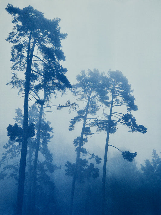 Foggy Morning Pines