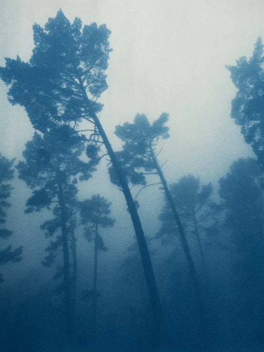 Leaning Pines