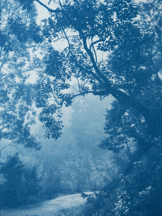 Madrone Tree