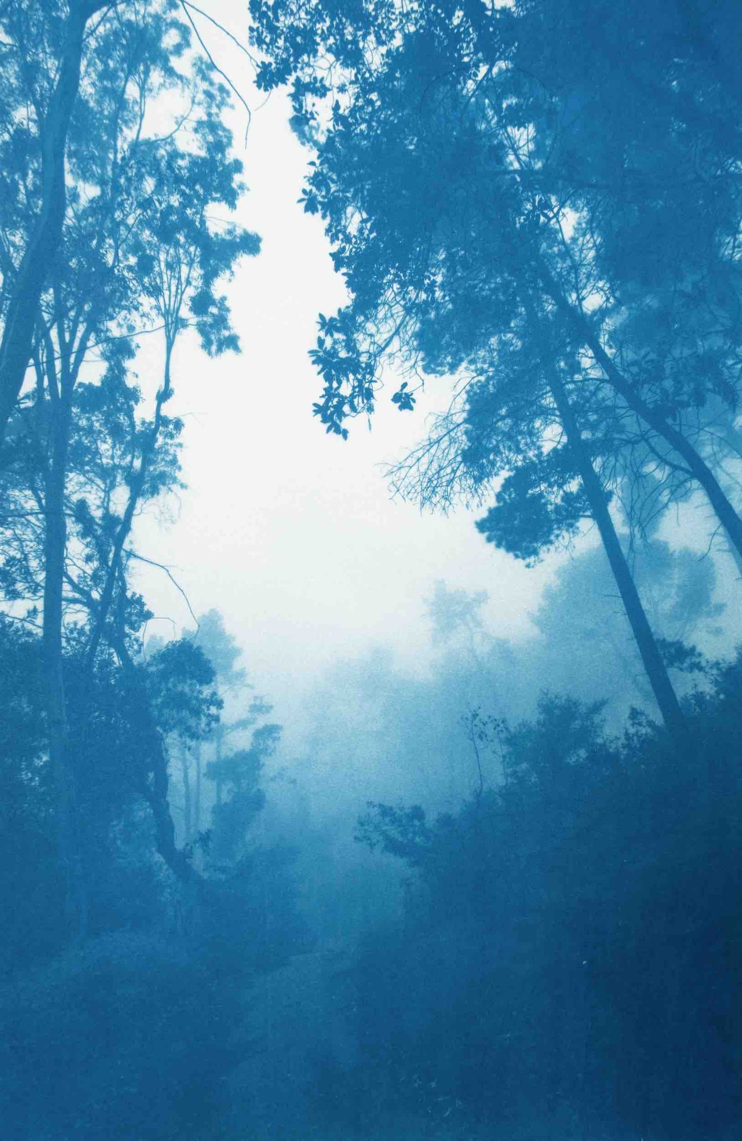 Morning Mist
