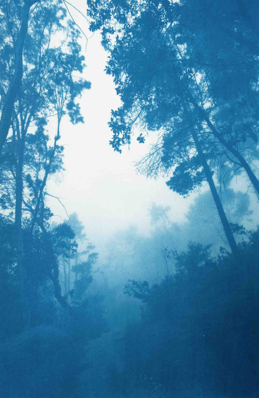Morning Mist