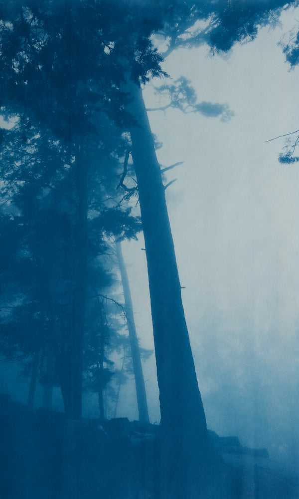 Pine Ridge / Foggy Woods series