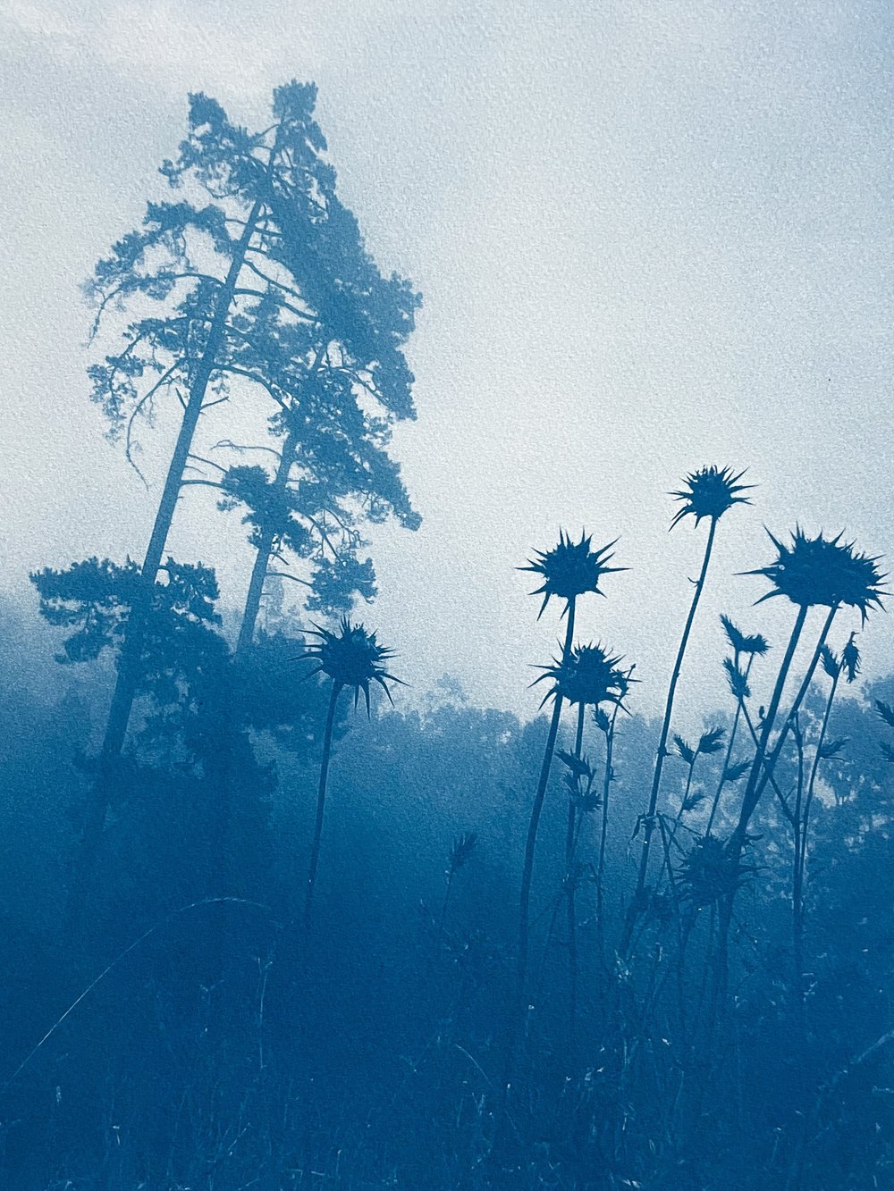 Pines Through Thistles