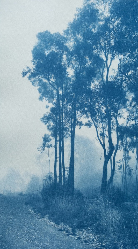 The Journey’s End II / Foggy Woods series