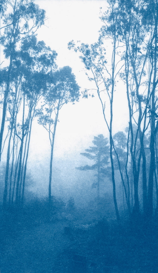 The Journey’s End I / Foggy Woods series