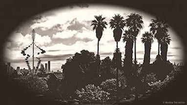 Palms In Dolores Park
