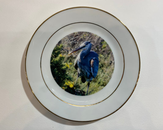 Scenes from Nature: Great Blue Heron Eats Fish