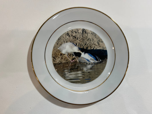 Scenes from Nature: Western Gull Cannibalizes Dead Comrade