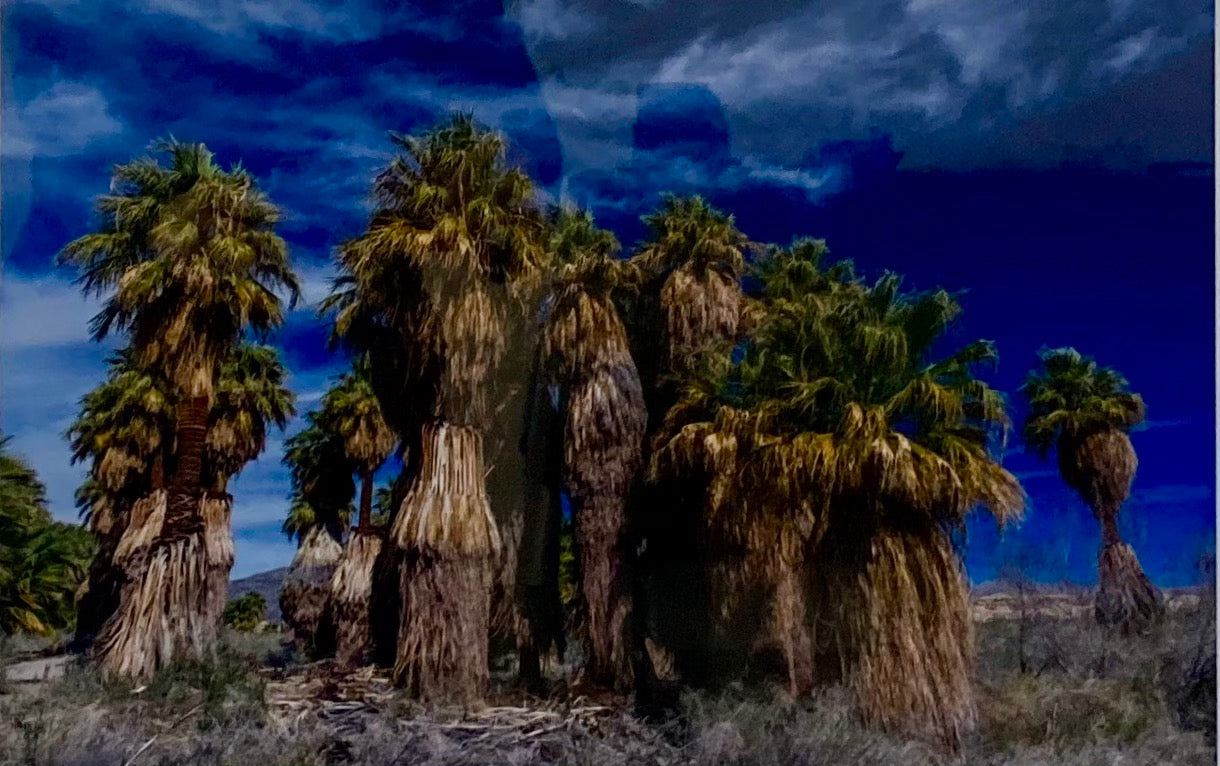 Oasis, Joshua Tree