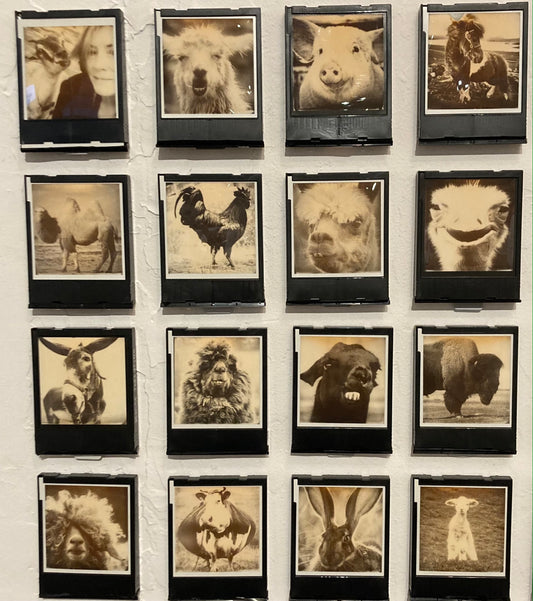 Reclaimed: Barnyard Portraits