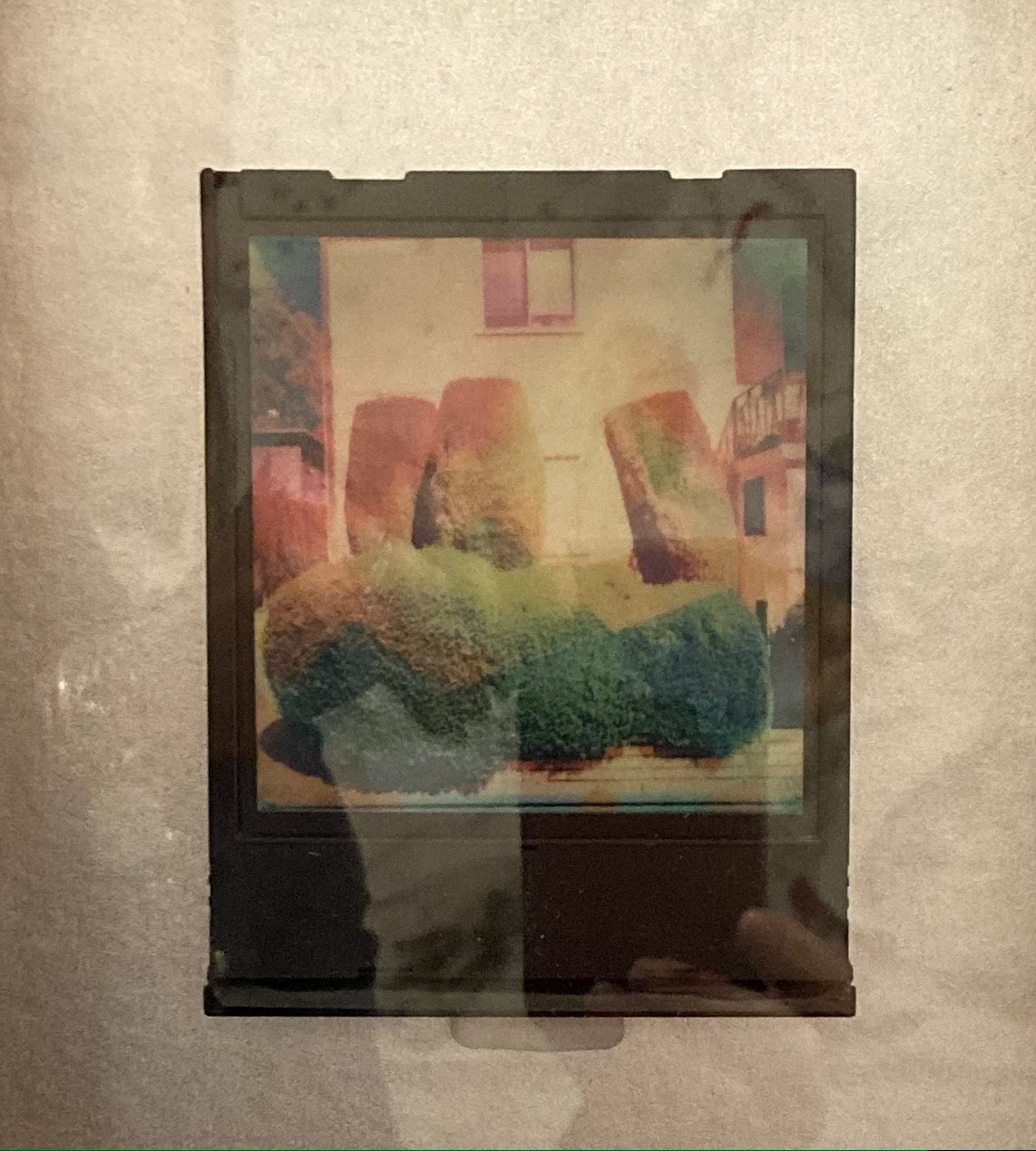 Polaroid Topiaries