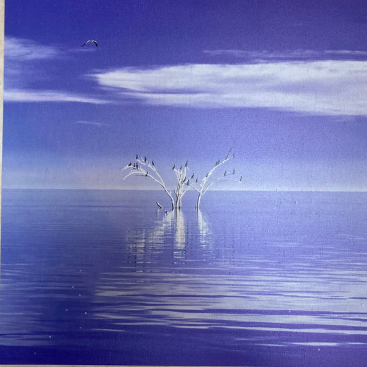 Purple Sanctuary, Salton Sea