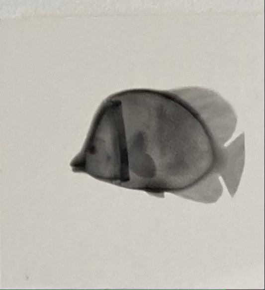 Toy: 8 (fish)