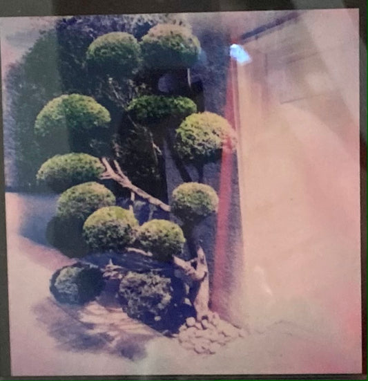 Topiary, Presidio Heights