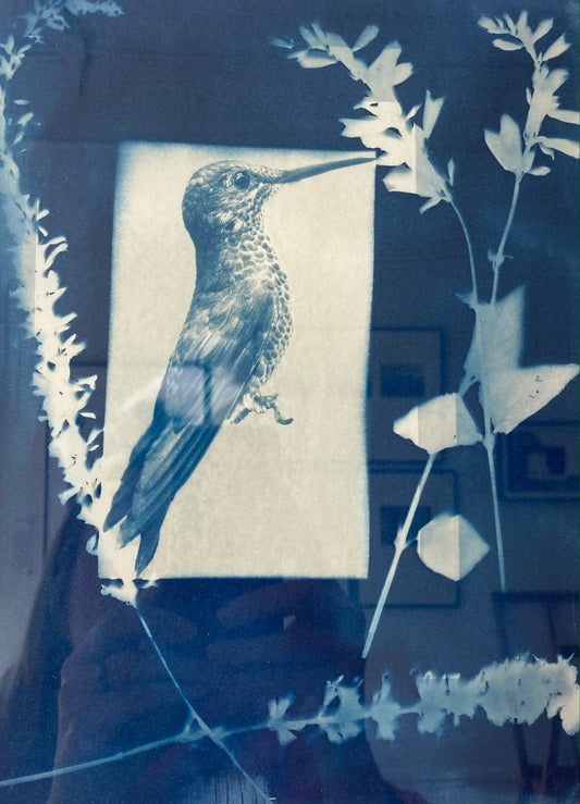 Hummingbird, Costa Rica