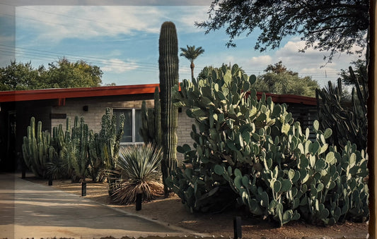 Mid-Century Home with Overgrown Cactus