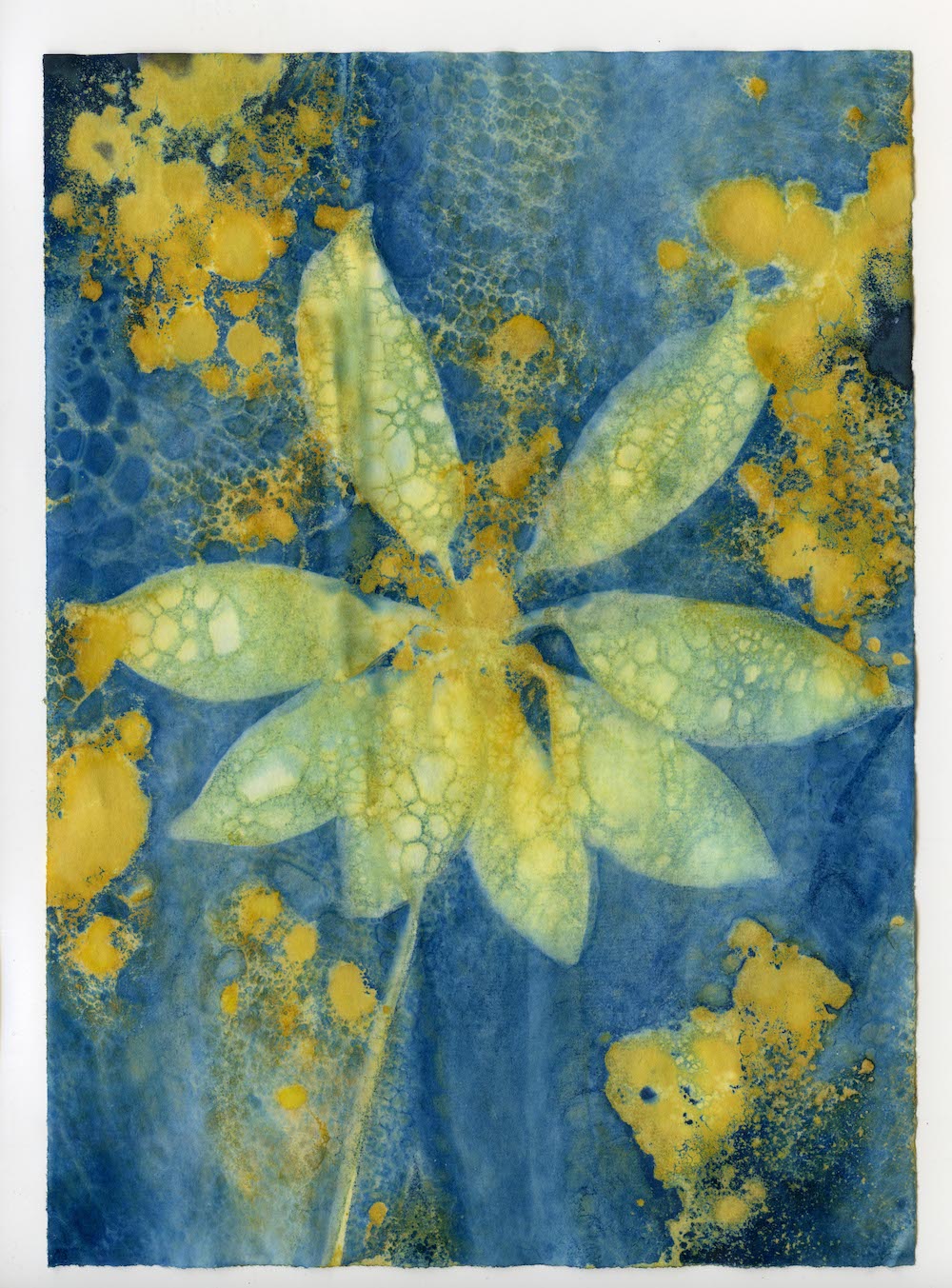 Cyanotype Abstraction #1