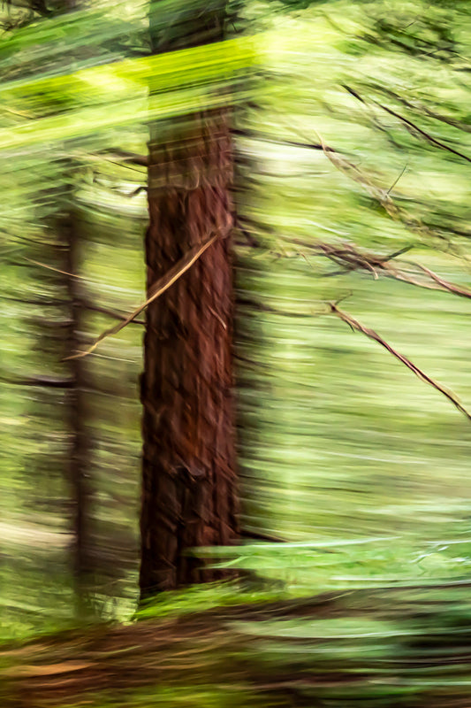 Green Forest 1 Metal Print