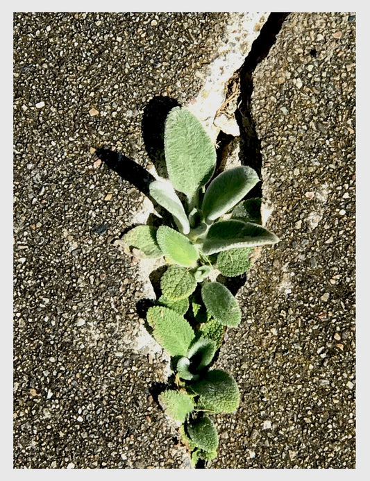 Mighty Mullein