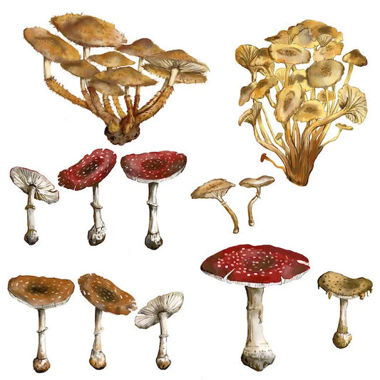 Mushrooms