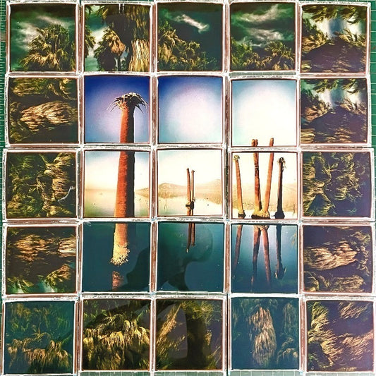 Palms of Salton Sea