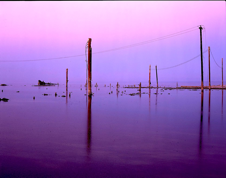 Telephone Poles in Water