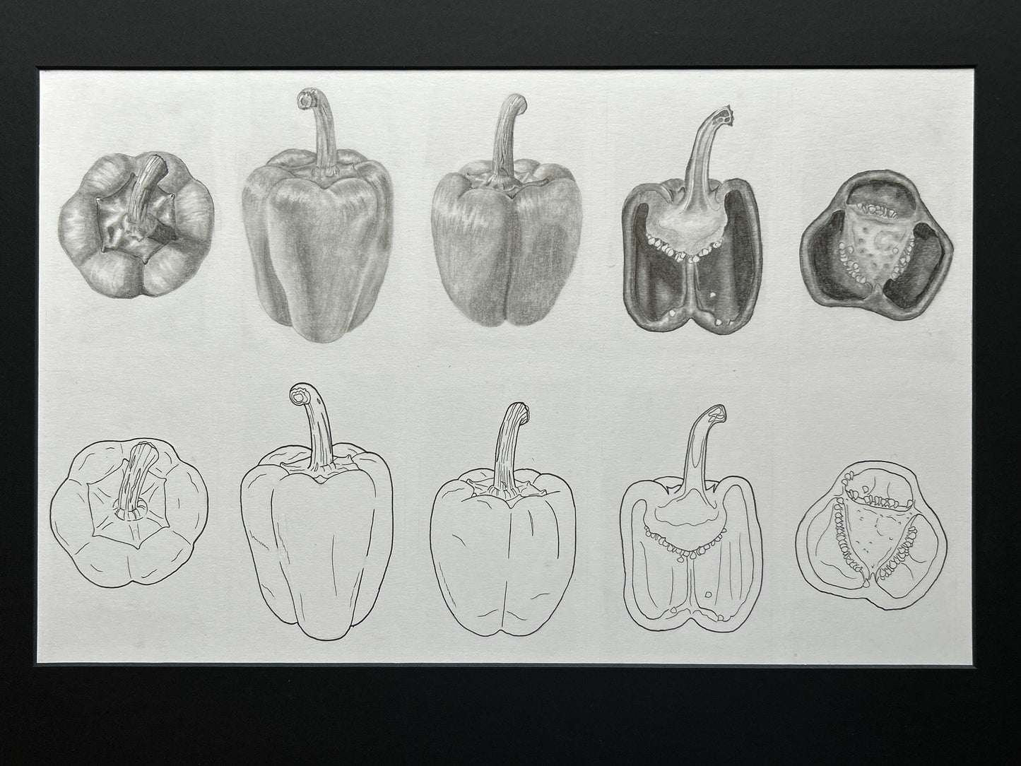 Orthographic Pepper Drawings