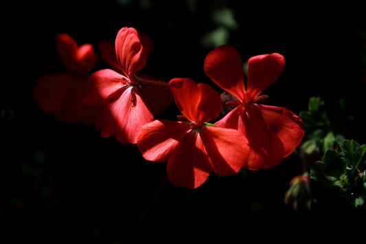 Red Flower