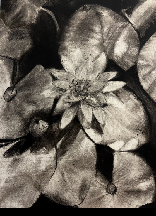 Waterlily
