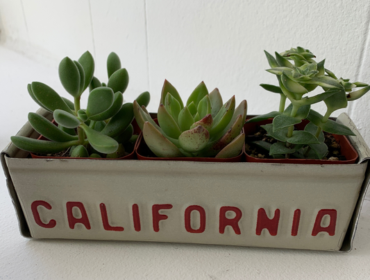 Classic White CA License Plate Planter