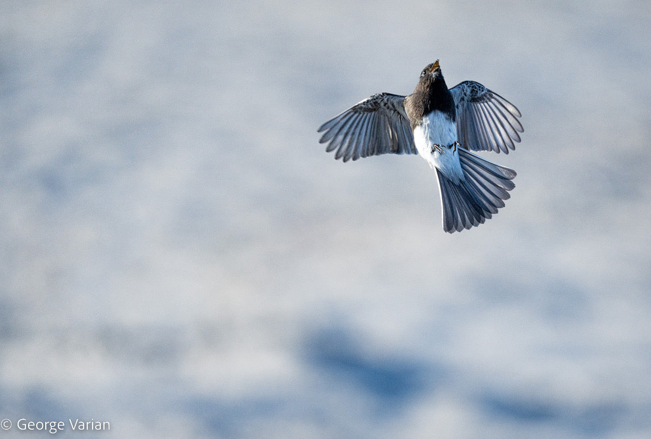 Black Phoebe Sees and Eats a Gnat