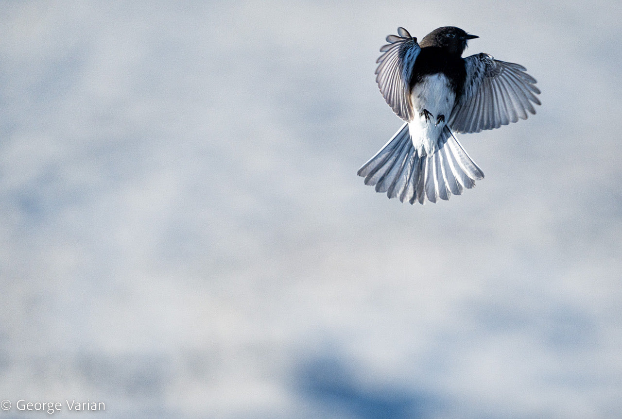 Black Phoebe Sees and Eats a Gnat